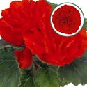 Afbeelding van Begonia knol P12 tub. Red